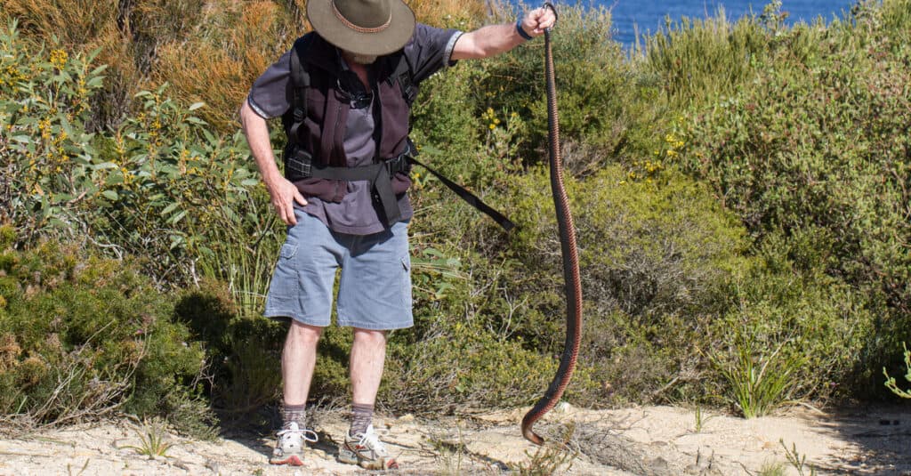 A snake catcher holds a Red-Bellied Black Snake by the tail