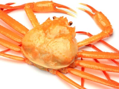 A Snow Crab