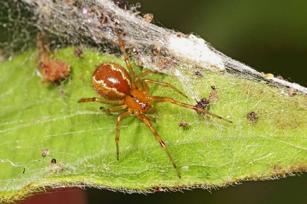 What are 'social spiders', and how do they hunt such big prey (3 examples)