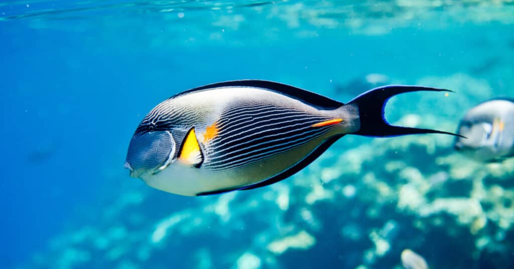 Sohal Surgeonfish in the Red Sea
