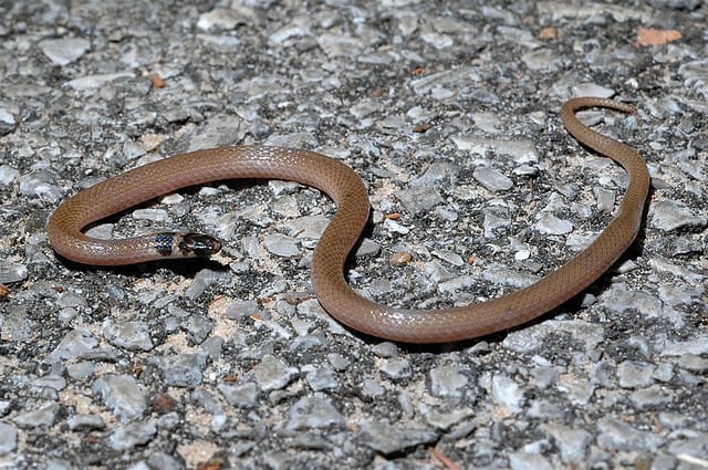 Southeastern Crown snakes are small brown snakes in North Carolina
