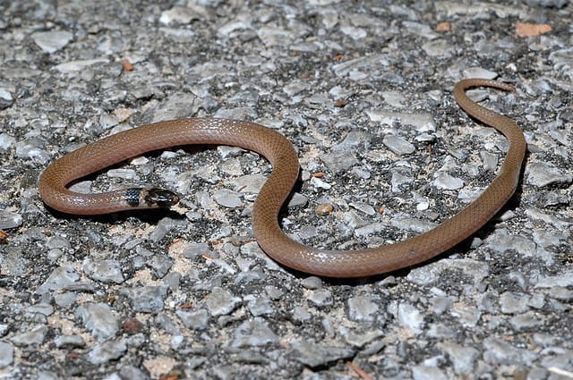 brown baby snake identification