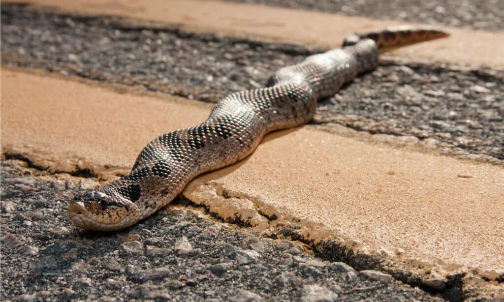Southern Hognose Snake, Heterodon simus, has a comparatively wide and stout body.