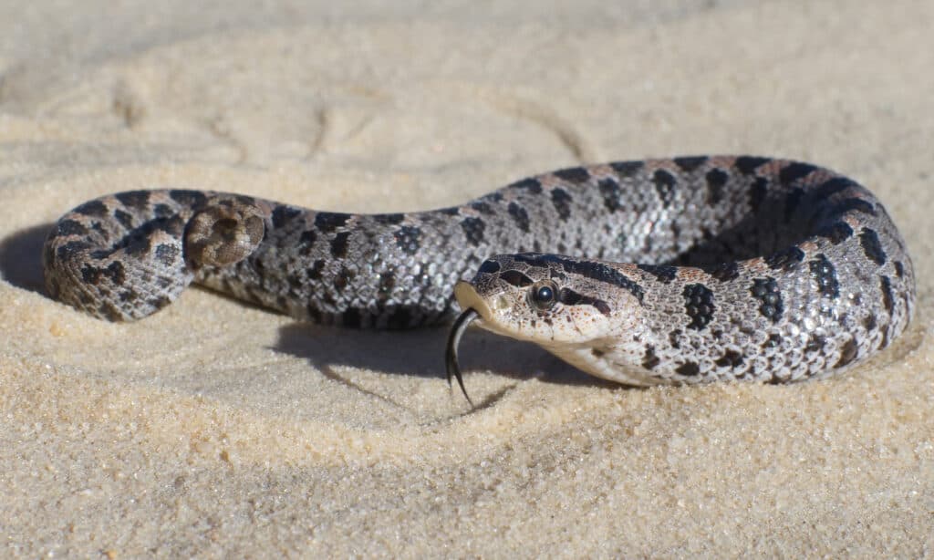 Female Southern Hognose snake - Heterodon simus in the Florida sand hills. The Southern hognose snake is a small species that only measures about 13 to 24 inches.