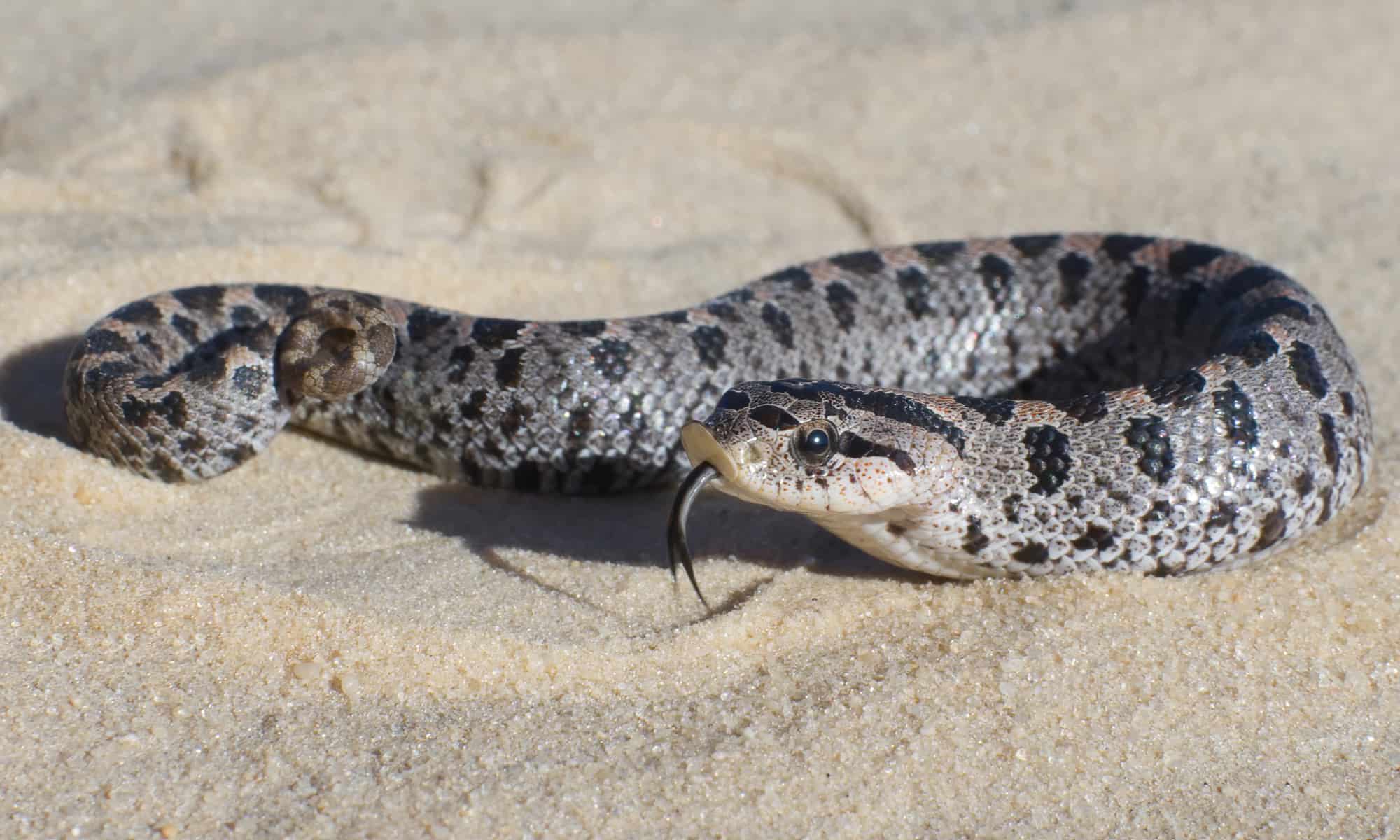 Southern Hognose Snake Pictures Az Animals