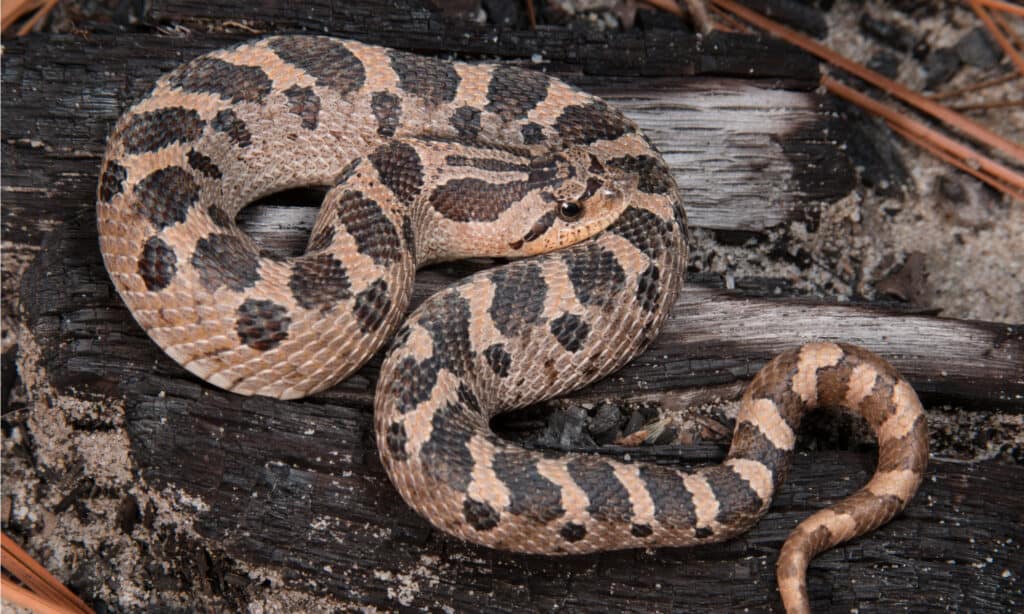 Southern hognosed snakes are protected as a threatened species and it is illegal to kill them in Georgia