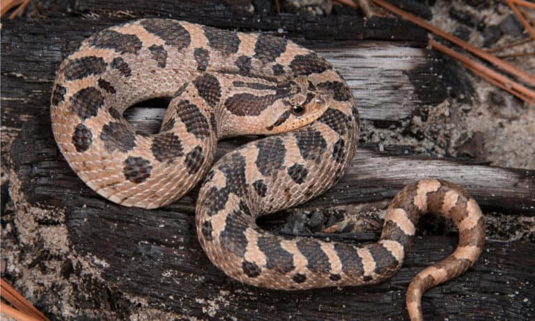 The Southern Hognose Snake, Heterodon simus, has keeled scales in the middle of its body whose colors can range from red to yellow to light brown with dark blotches.