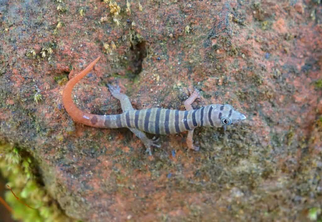 Ashy Gecko (Sphaerodactylus elegans)