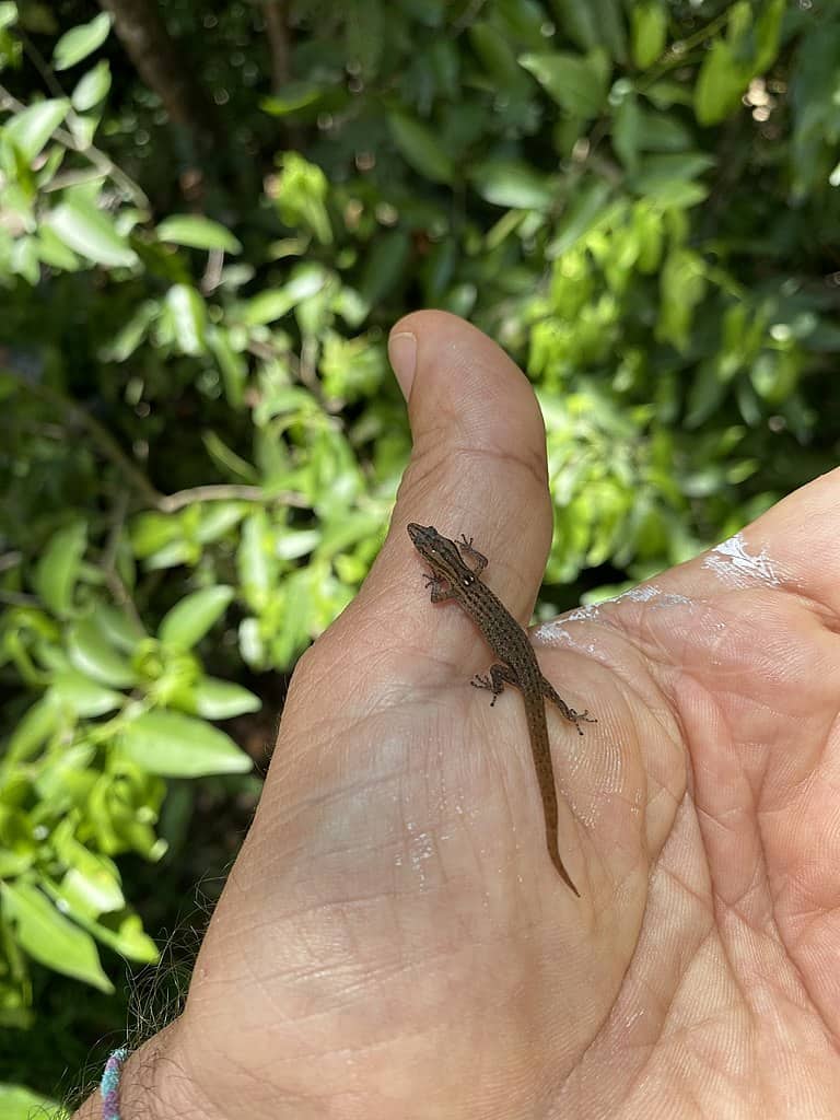 Reef Gecko (Sphaerodactylus notatus)