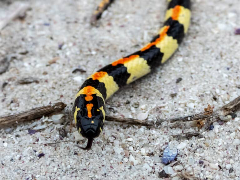 A Spotted Harlequin Snake sticks out its tongue