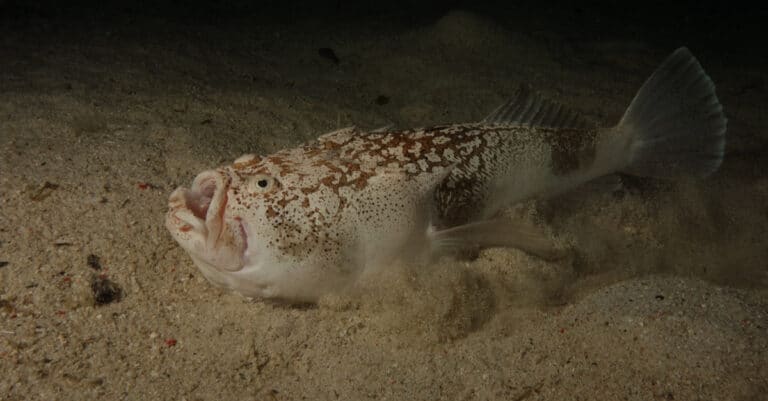 A stargazer fish using its side fins to burrow in the sand