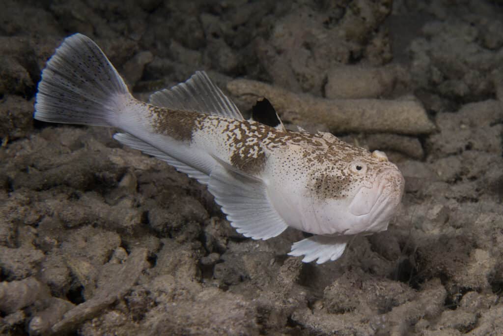 A Stargazer Fish stares up from the ocean floor