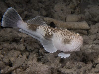 A Stargazer Fish
