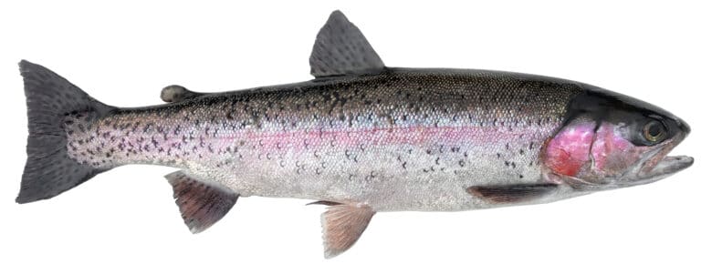 Steelhead trout on white background