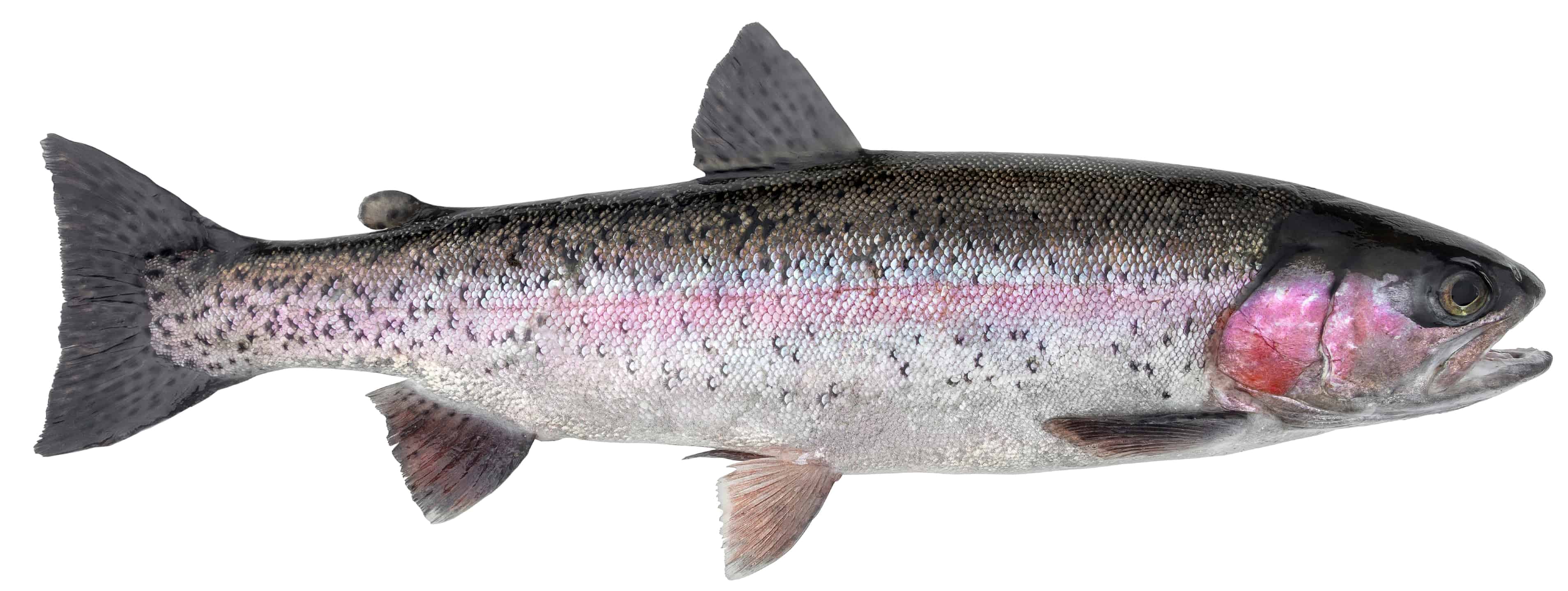 Steelhead Salmon Pictures - AZ Animals