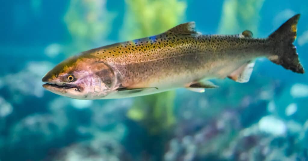 A steelhead trout fish. 