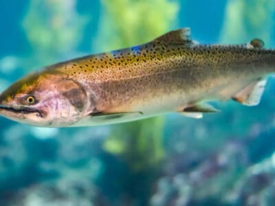 A Steelhead Salmon