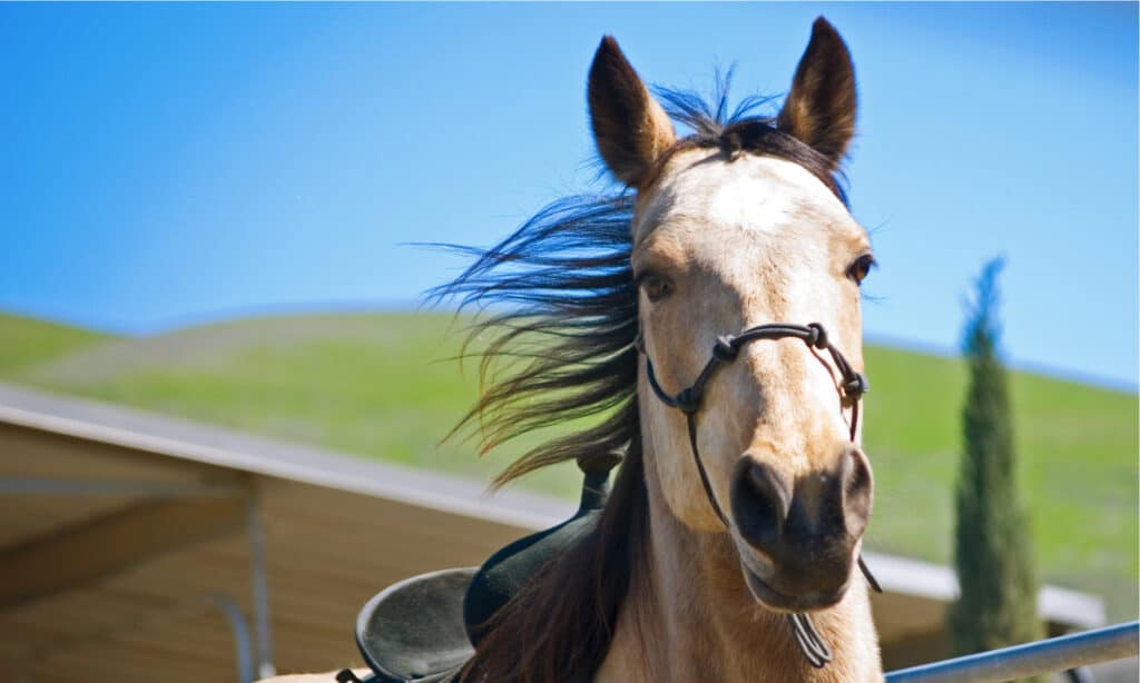 Tennessee Walker being lunged in round pen with saddle on. They are friendly, docile horses with three types of gaits.