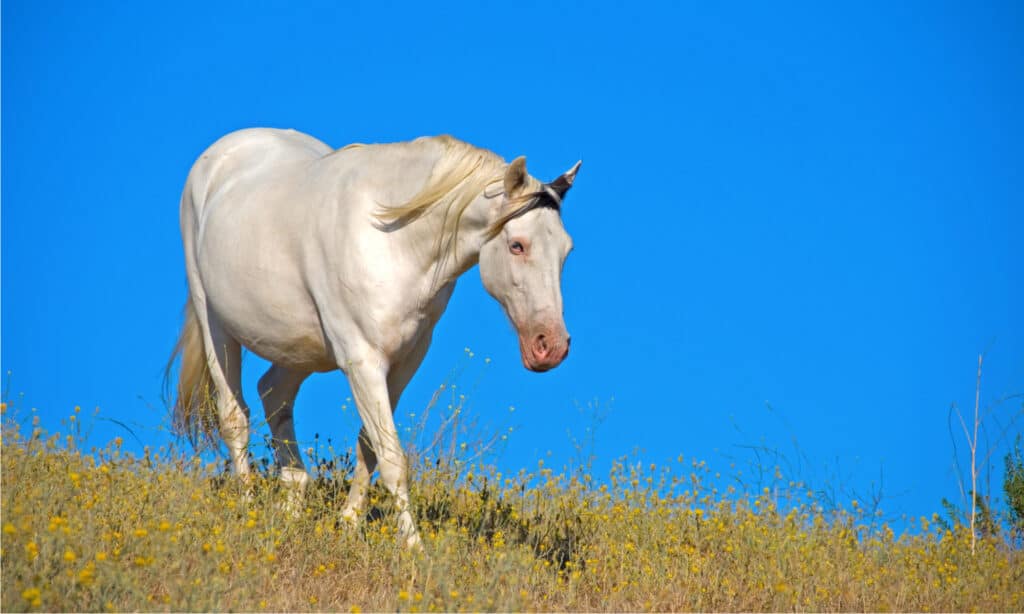 The Tennessee Walker has a long neck as well as a flowing mane and tail.