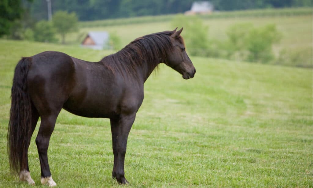Beautiful Tennessee Walker stallion standing in green pasture. These horses have a slender, yet powerful build.