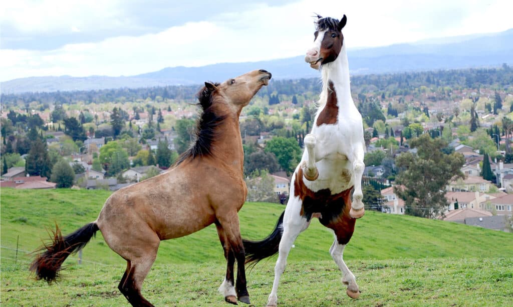 Two Tennessee Walker geldings rearing and playing on a beautiful spring afternoon. The horse has a coat of dark brown, black, white, palomino or gray.