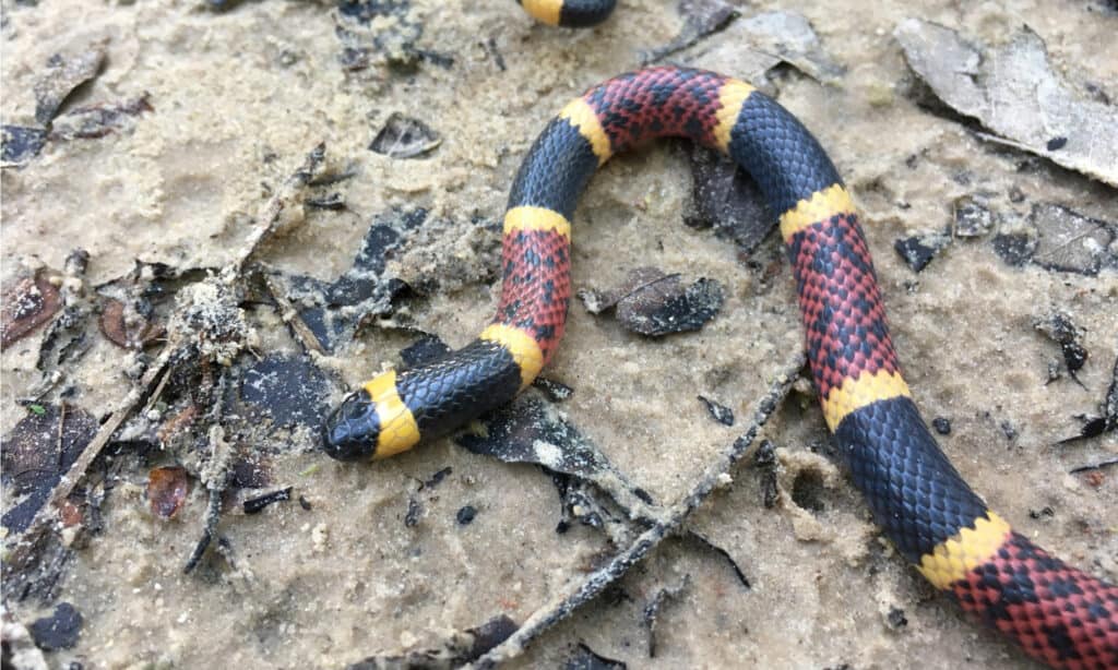 The Texas coral snake has bands of black, yellow, and red.