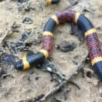 Texas coral snake