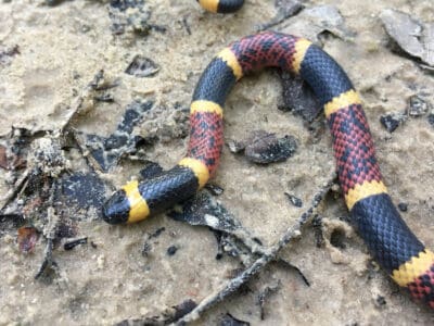 A Texas Coral Snake