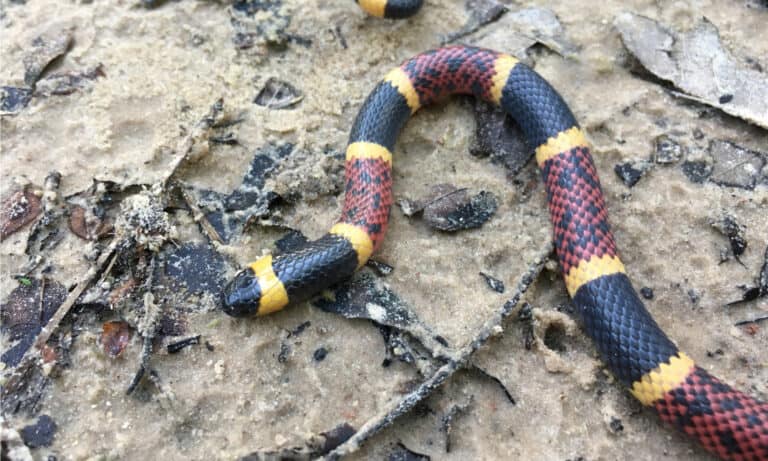 The Texas coral snake is notable for its bands of black, yellow, and red.