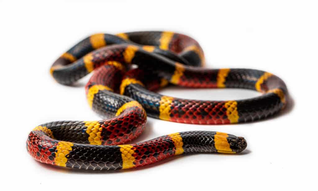 The Texas Coral Snake has a narrow body and is 24 to 48 inches long. Its head is rounded and its eyes are round and black.