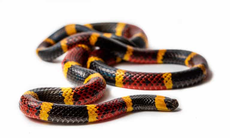 The Texas Coral Snake has a narrow body and is 24 to 48 inches long. Its head is rounded and its eyes are round and black.