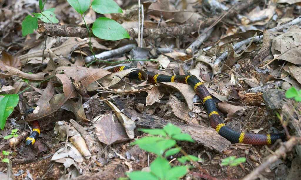 The Texas Coral Snake hiding under leaves. the fangs of this snake short, grooved and located at the front of its mouth on its upper jaw.