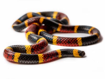 A Harlequin Snake