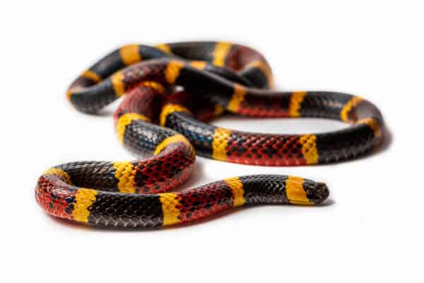 Harlequin Snakes, also known as Coral Snakes, have alternating bands of black, red, and yellow.