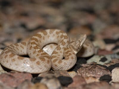 A Texas Night Snake