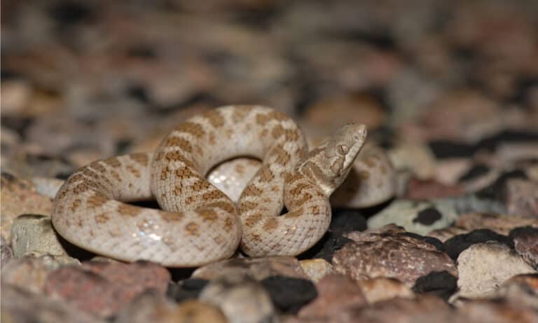 A Texas night snake measures approximately 10 to 16 inches long and rarely exceeds 24 inches.