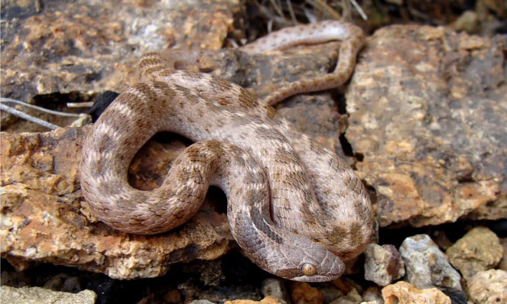 The body of the Texas Night Snake is light gray or tan with darker blotches spaced regularly along the back and a dark bar that runs behind each eye.