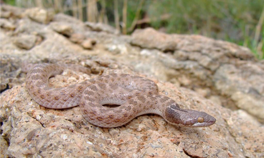 Texas Night Snake has vertical pupils that allow it to see in the dark when it’s hunting.