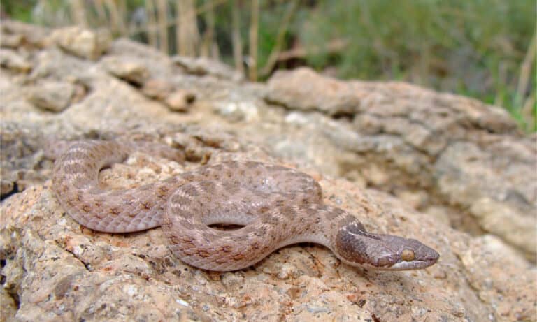Texas night snake on a rock