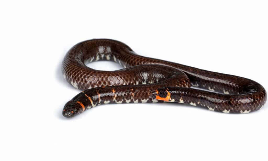 Lined Pipe Snake (Cylindrophis lineatus), Sarawak, Malaysia (Borneo)