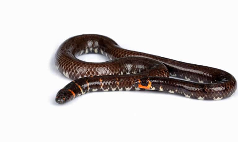 A red-tailed pipe snake on a white background