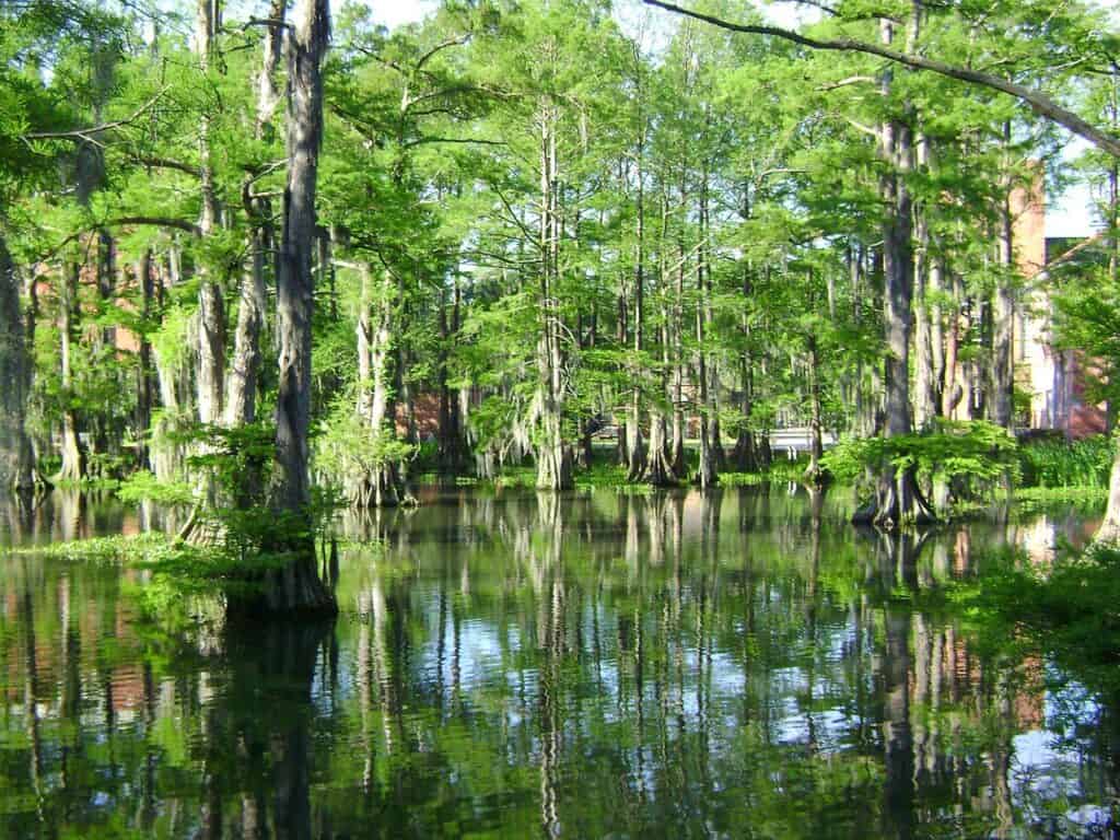 Cypress Lake