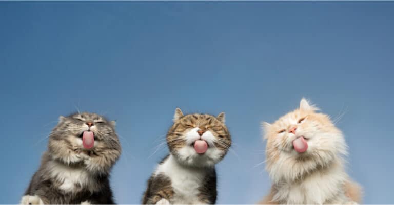 Three cats against a blue background sticking their tongues out