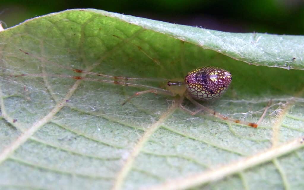 Sequined Spider or Mirror Spider