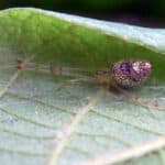 Sequined spider