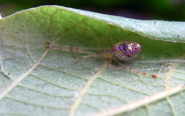 15 of the Most Colorful Spiders in the World - A-Z Animals