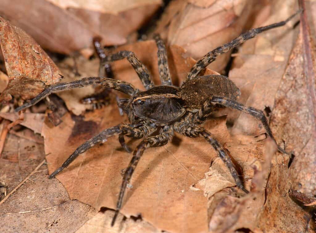 Wolf spiders in New Jersey can be any iteration of black and brown