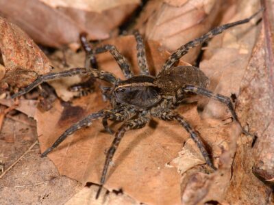 A Wolf Spiders In Tennessee: Everything You Need To Know