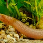 Zig-zag spiny eel