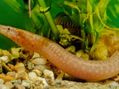 A Tire Track Eel
